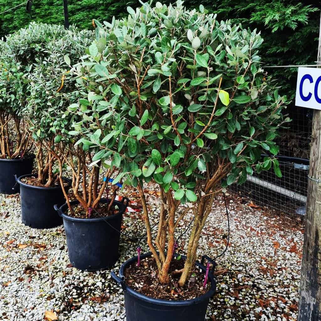 Acca sellowiana 60-80 cm